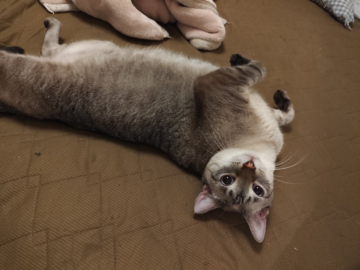 j_ashask's tweet photo. ニンゲンのベッドでくつろぐしーちゃん
 #猫のいる生活  #保護猫 https://t.co/GgavijxhMI