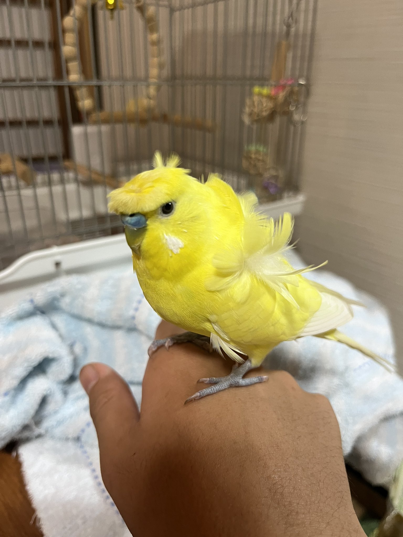 c*m様 新子役✨️フルセット‼️おまけ付き❗️ 引っ越しの為価格交渉OK✨ ｼﾞｬﾝｸﾏｰﾄ🦦ｷｬﾚｸ渋谷(10/2ﾏﾃﾞ)ﾛﾘﾎﾟｯﾌﾟｶｳﾎﾞｰｲ(9/28ﾏﾃﾞ