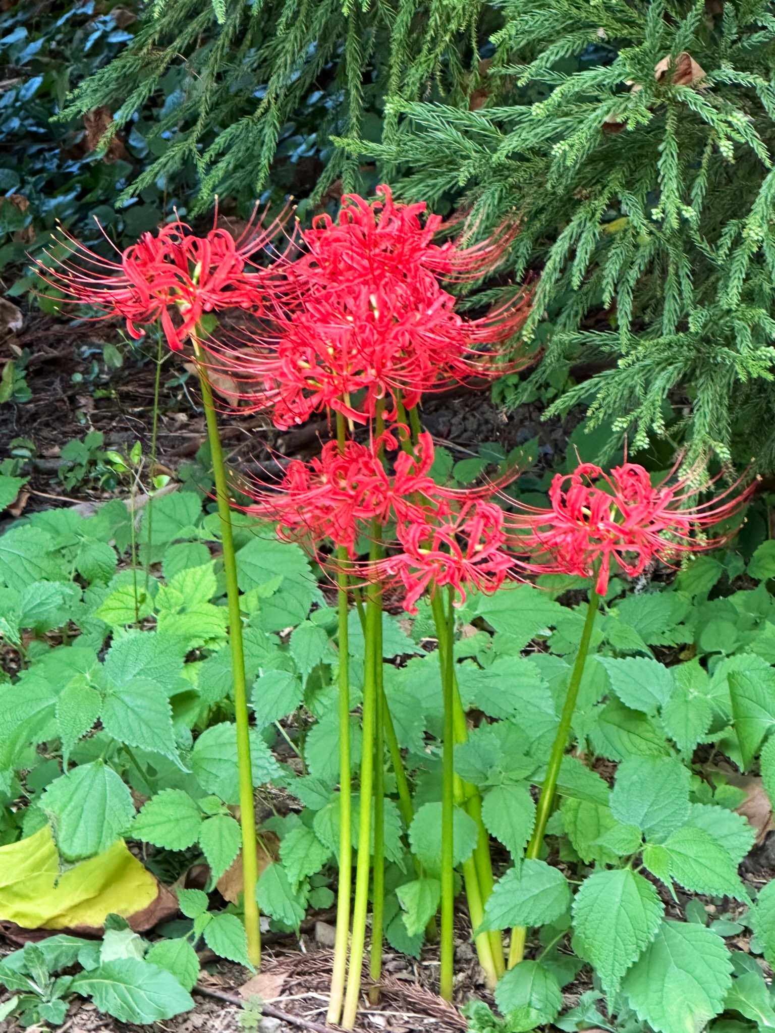 自然木 葡萄木 敷板 大判 81cmx50cm 花梨 紅木 銘木(A464) 自然木 葡萄木 敷板 大判 81cmx50cm 花梨 紅木 銘木(A464) 美術