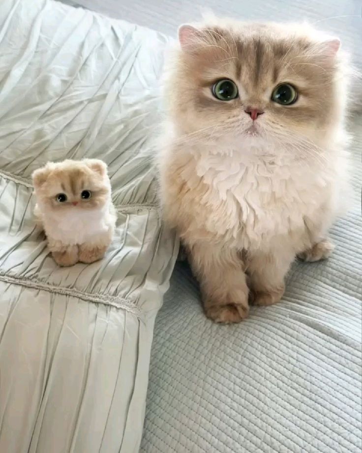 cutestscats's tweet image. 