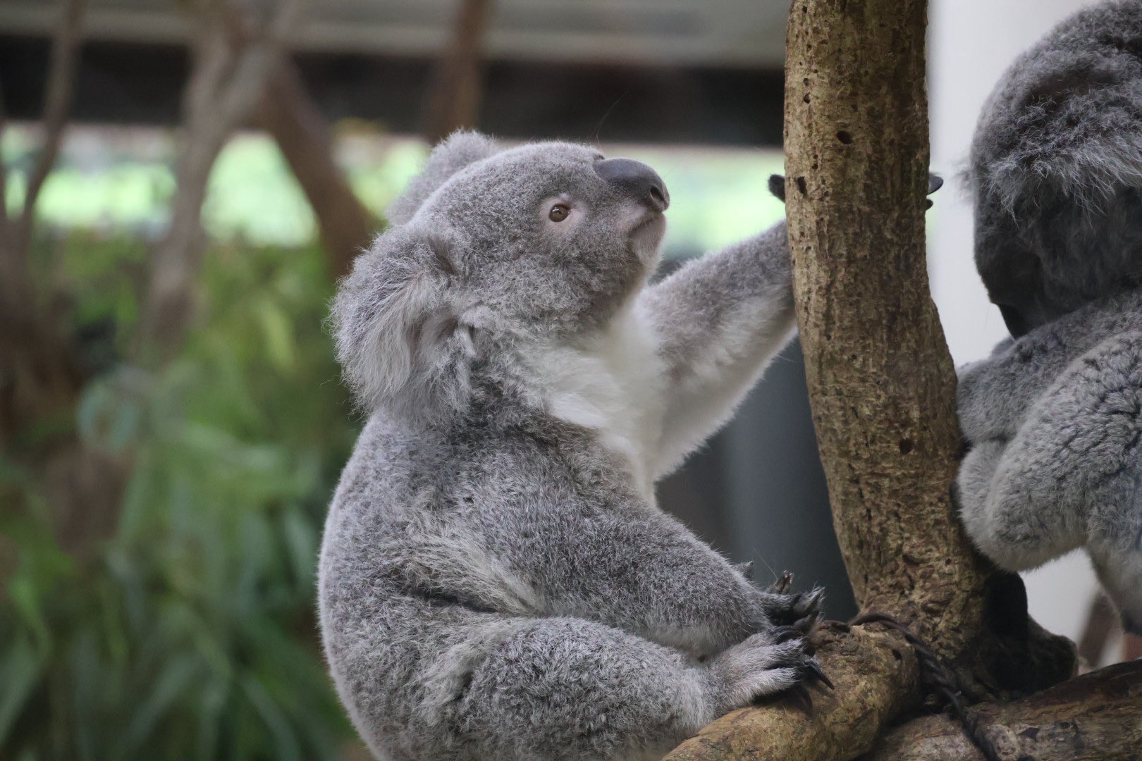 人間と動物 61fovJsjkjL._UF350,350_QL50_.jpg