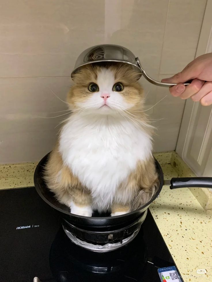 cutest cats (@cutestscats) on Twitter photo 