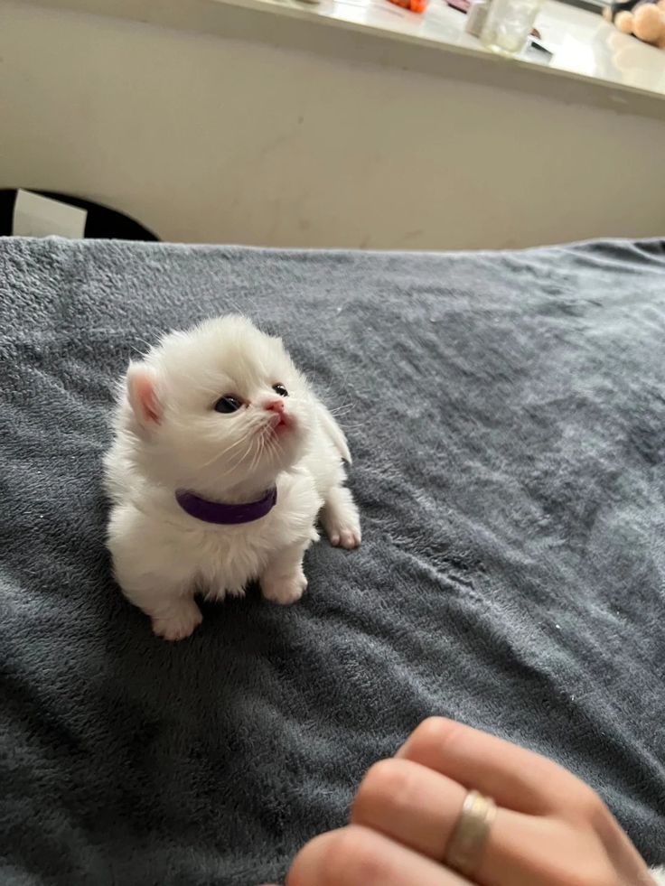 cutest cats tweet media
