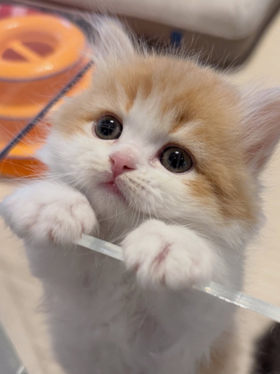 cutestscats's tweet image. 