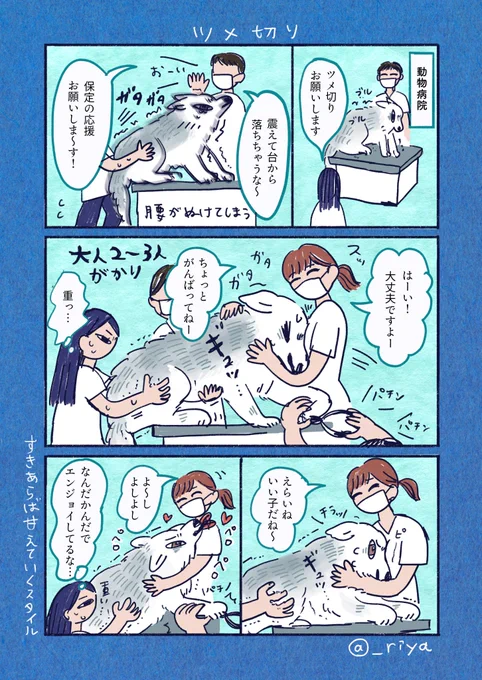 デカい狼犬との日常🐺   

 「ツメ切り」
爪切りが死ぬほど怖い気持ちに 優しい女性達にちやほや甘やかされたい気持ちが僅差で勝っている 