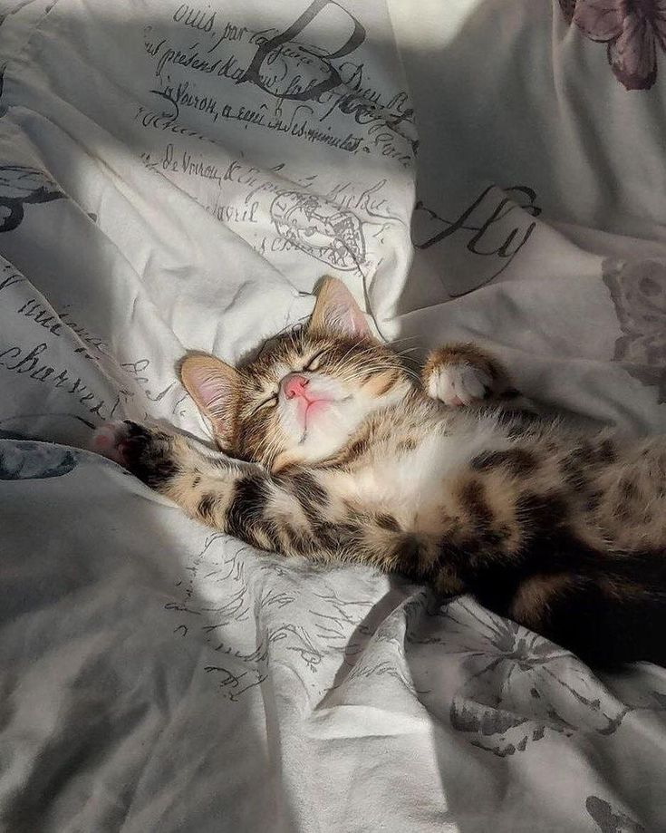 cutest cats (@cutestscats) on Twitter photo 