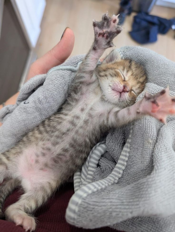 cutest cats tweet media