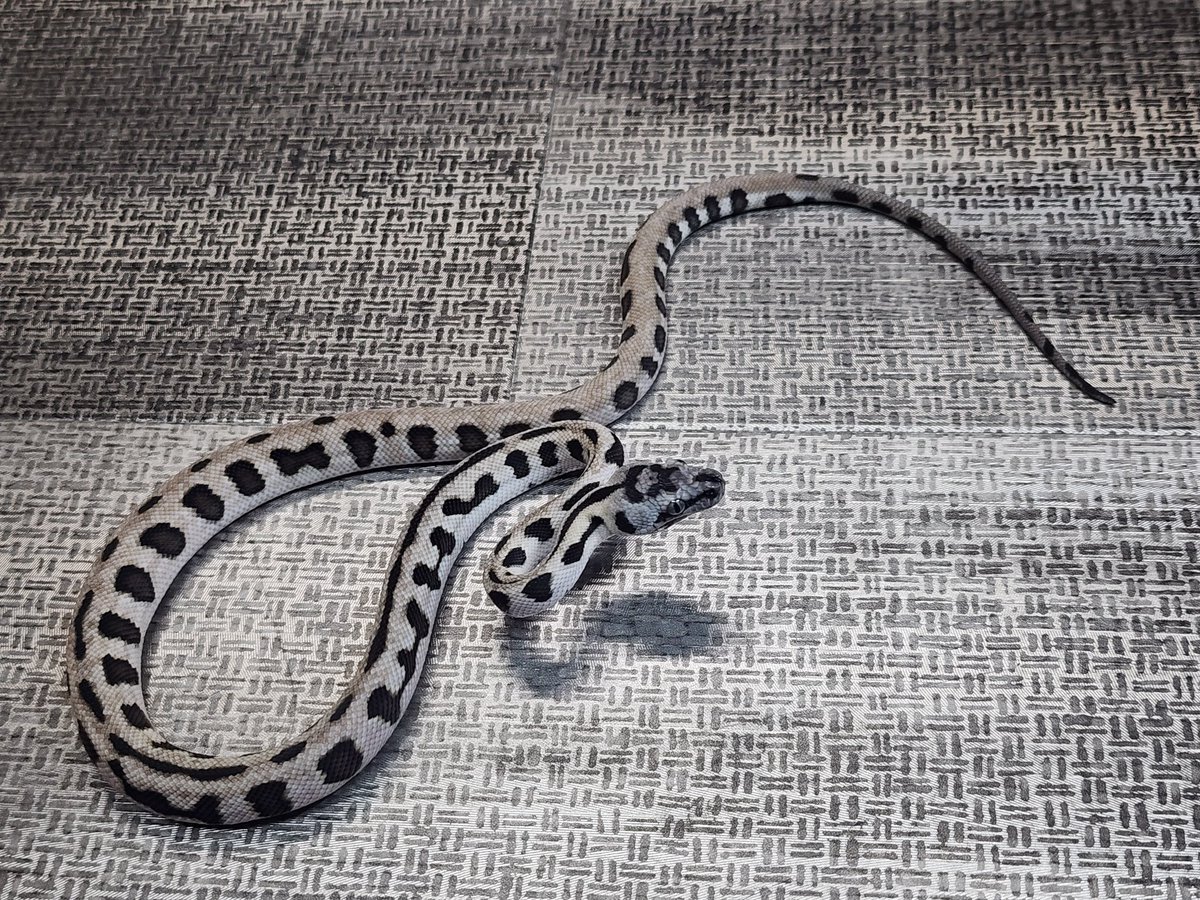 CarpetSP777's tweet image. [自家繁殖個体]
Axanthic Jaguar
アザンジャガー　極美★
とんぶり市に連れて行きます🐍
よろしくお願いします🙇‍♀️

#burikura
#carpetpython
#カーペットパイソン
