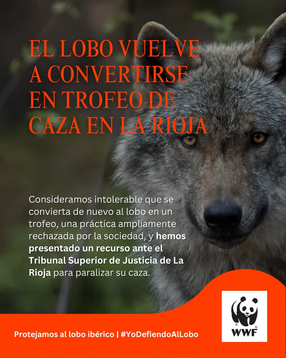 WWFespana's tweet photo. 🚨🐺 Mañana, el #lobo vuelve a convertirse en trofeo de caza

@lariojaorg abre la veda, y matar a esta joya de la fauna ibérica costará 1.298,67 €

⚖️ Hemos recurrido ante la justicia esta decisión injustificada e intolerable

+ info https://t.co/ZOJBaKduzp https://t.co/YAq6WHU5yn
