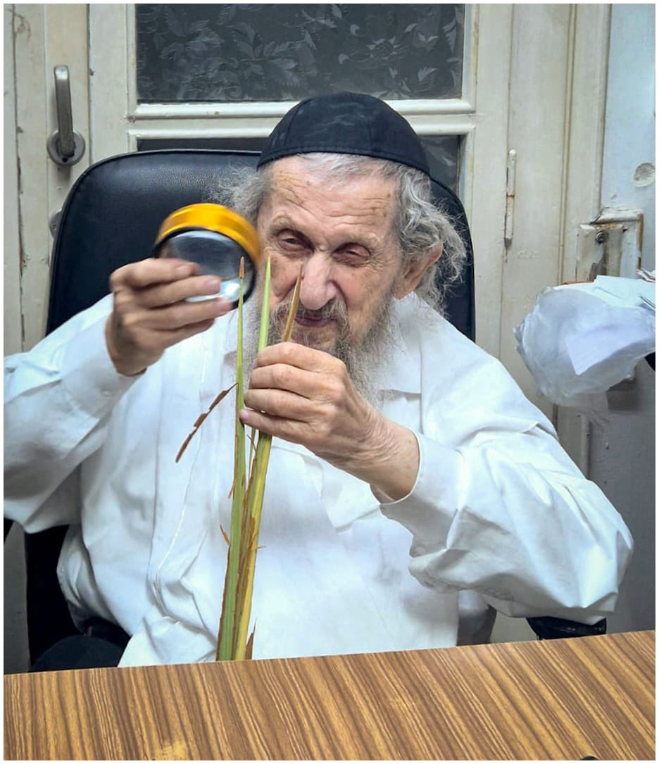 david_haham's tweet image. שמחה של מצווה: מרן  הגאון רבי דוב לנדו בוחן לולבים לסוכות