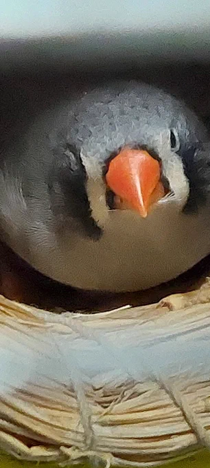 産卵中のキンカチョウのネロちゃん 卵もちっちゃくて可愛い( * ֦ơωơ֦)