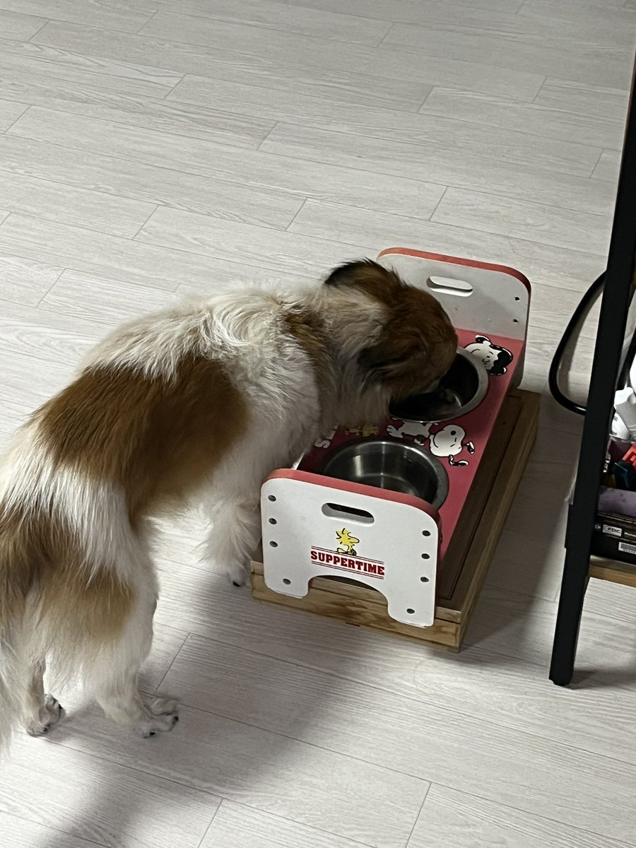 할렐루야!!! 비키 이틀만에 밥 먹었다. 다시 병원 안 가도 돼 ㅠㅠ 주님 감사합니다 ㅜㅠㅜ