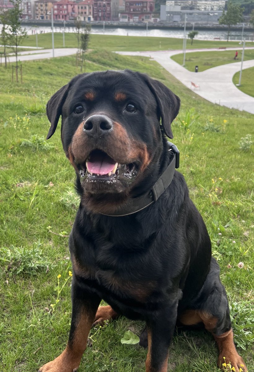 kevincosworth's tweet photo. Me ha tocado la fibra, ya que GOD tiene 9 años, un Rottweiler su edad media son 9 a 10 años, aunque no lo quiera pensar vamos a pasar por eso, con los cuidados que se le han dado espero que alcance los 12, está cuidado al nivel que la gente piensa que tiene 2 o 3 años #RIPRoscoe https://t.co/2Hq0iJc4YD