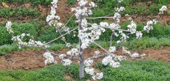 ACTfruitgrower's tweet image. Precision management for orchard growers a step closer using drones and lidar sensing

Read more via #HortNews &amp;gt;&amp;gt; hortnews.com/articles/horti…

@niabgroup #Precisionmanagement