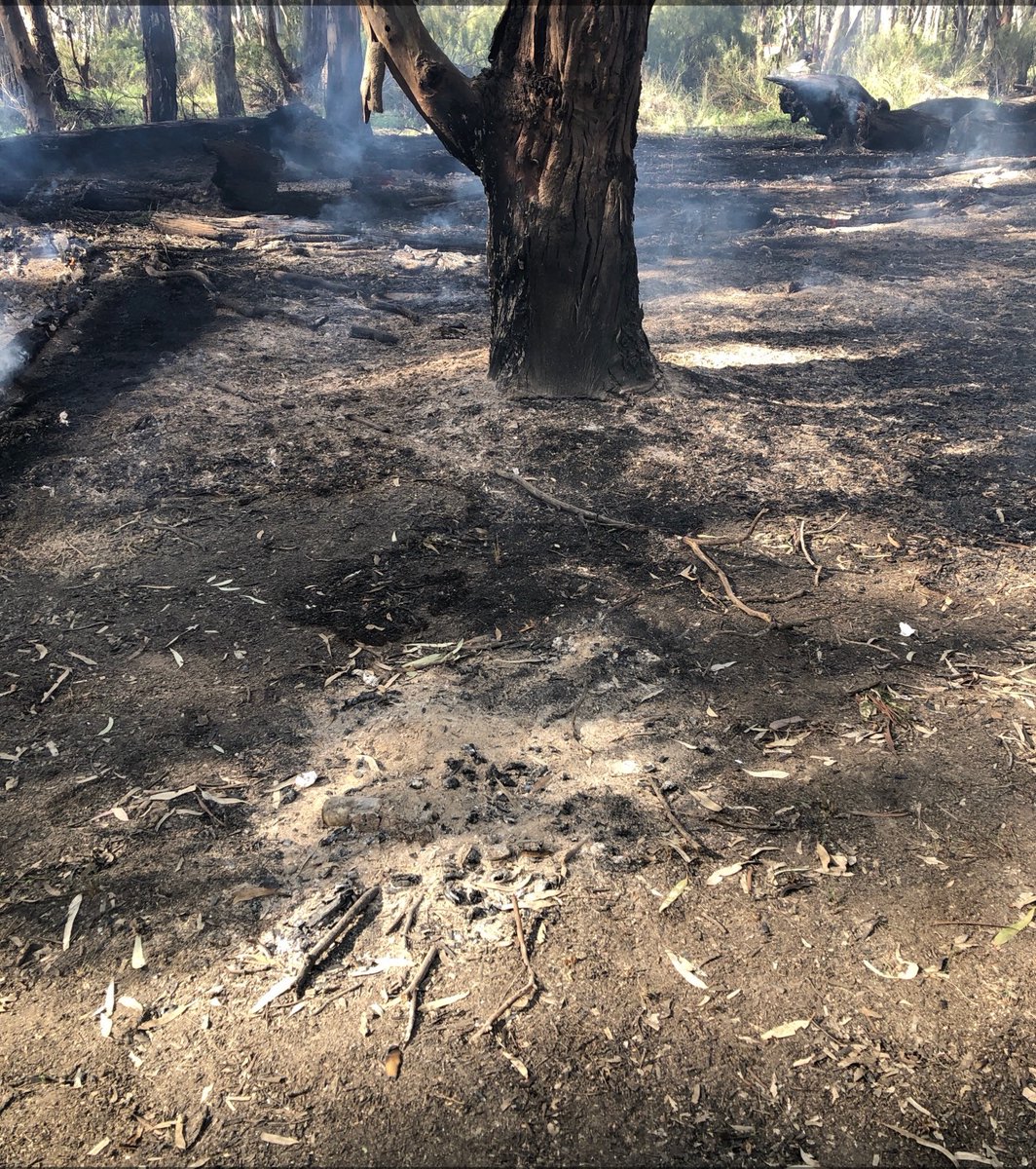 FFMVic's tweet photo. Don't let your fun turn into a bushfire emergency.

About a half-hectare was burnt yesterday in the Gunbower State Forest – a timely reminder of the danger of unextinguished campfires 🔥

In the last 8 days, Forest Fire Management Victoria firefighters and CFA volunteers have responded to three unattended campfires in the Gunbower State Forest near Koondrook.

As visitor numbers rise during the school holidays, the risk from unextinguished campfires increases. 

Remember:
🔥 Never leave a campfire unattended
🔥 Use water, not soil, to put your campfire out 
🔥 If it’s cool to touch, it’s safe to leave.

Fire safety is a shared responsibility.

For more information visit, https://t.co/tsIsVsIf2Z