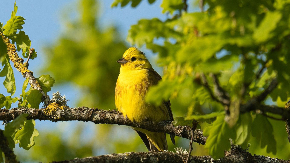 Restoration of floodplain meadows brings back breeding birds on Mayfield farm whitepeakfarmers.org.uk/restoration-fl… 
#Staffordshire #regenerativefarming
📷Graham Prince/<a href="/WhitePeakFarmer/">White Peak Farmers</a>
📷Lilly M/CC BY-SA 3.0