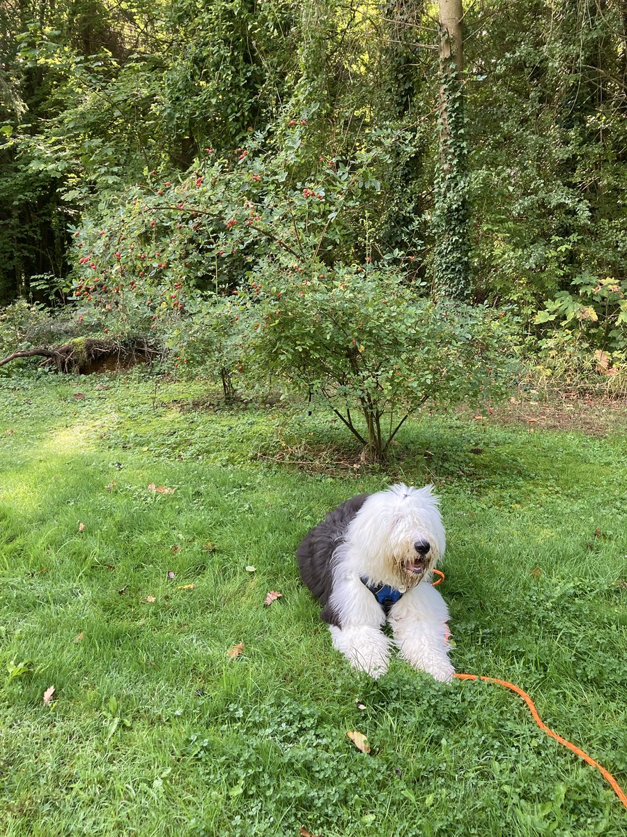 Back in the woodland garden to practise my down-stay. Humum says I’m getting a lot better at this and soon will be able to pose for photos (and treats!) like Harry! 🐶🌹📸🍪 #DogTraining