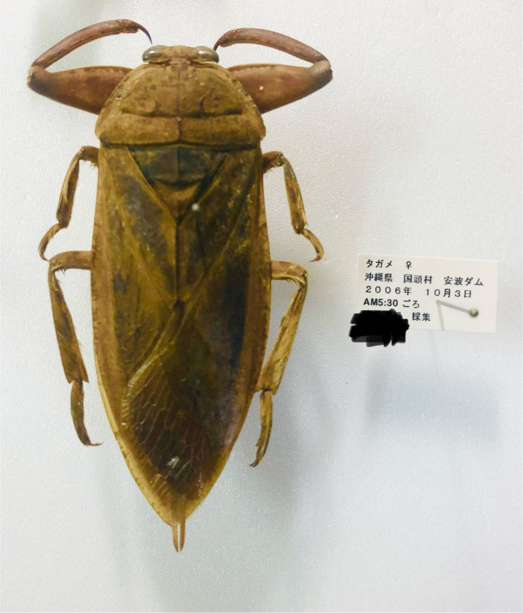 2006年、この個体を拾ったころは、クワガタオンリーの虫屋だったため、さして気にも止めずに拾ったけど、それ以降19年経った今でも再会していない。
沖縄本島ではなかなかに珍しいんだろうなぁ。
本土には沢山いるらしいのにね。
偶産なんだろうか？
#タガメ
#沖縄
#水棲昆虫