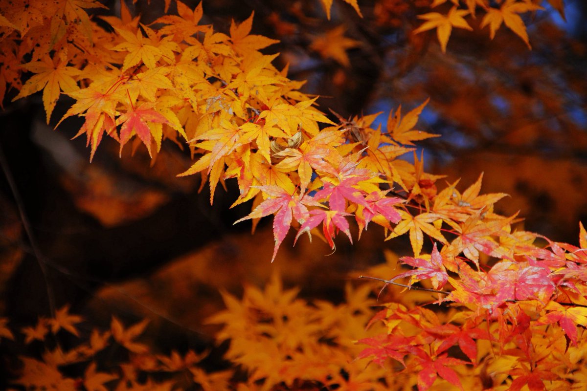 big_boss_mg's tweet photo. ┃BOSS缶┃＾・ω・＾)　原付乗ったり　風景やポトレの写真撮ったり　歴史が好きなおっさんです。サバゲー初心者です。最近はAIイラストやってる https://t.co/XR3zFLN2zo