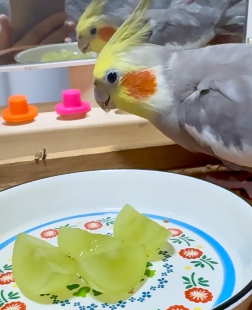 今年もシャインマスカット食べないよ
#オカメインコ 🍇🐥