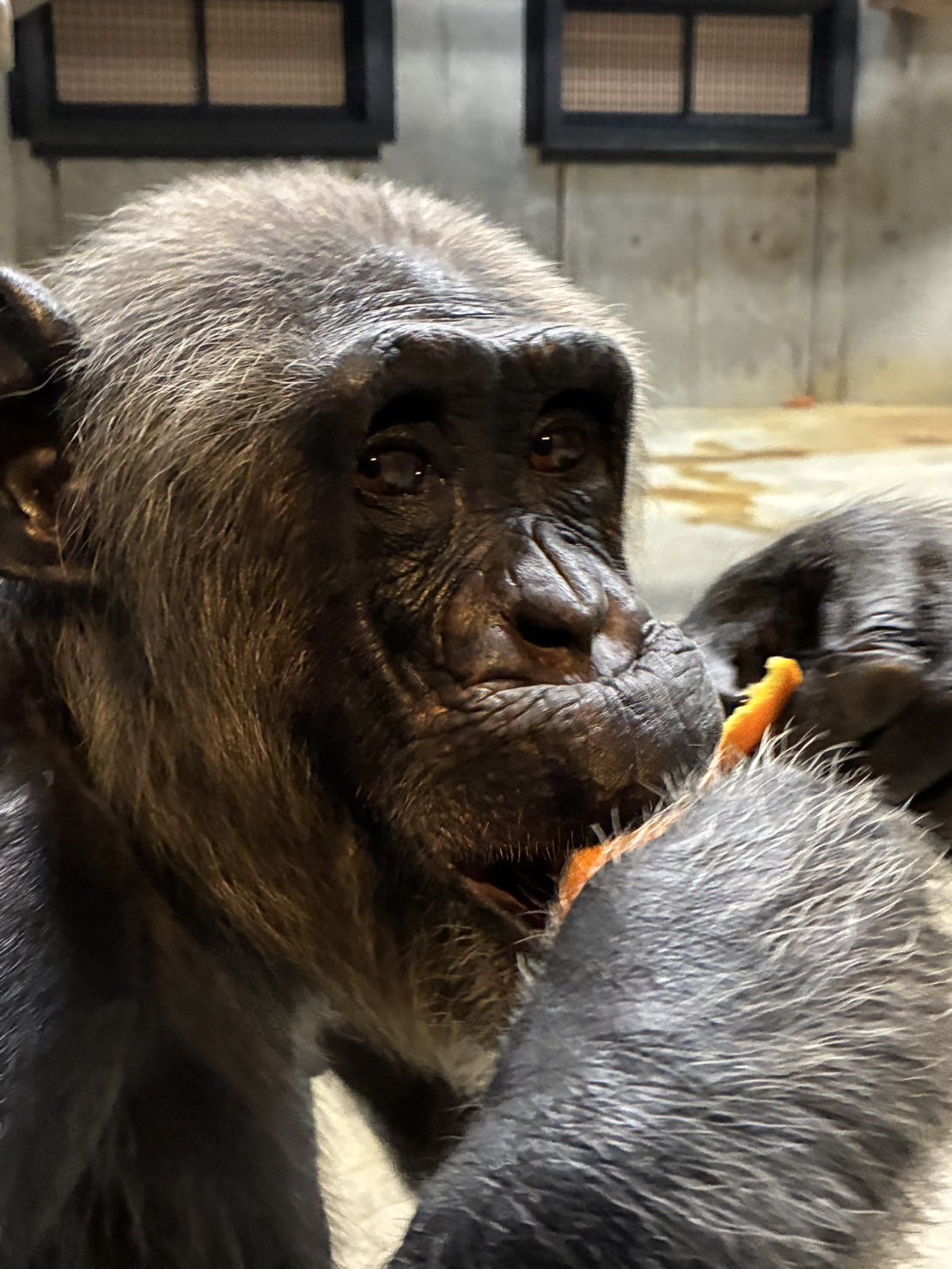 ⭐︎チンパンジー⭐︎ 71eYxCEqUfL._UF350,350_QL80_.jpg