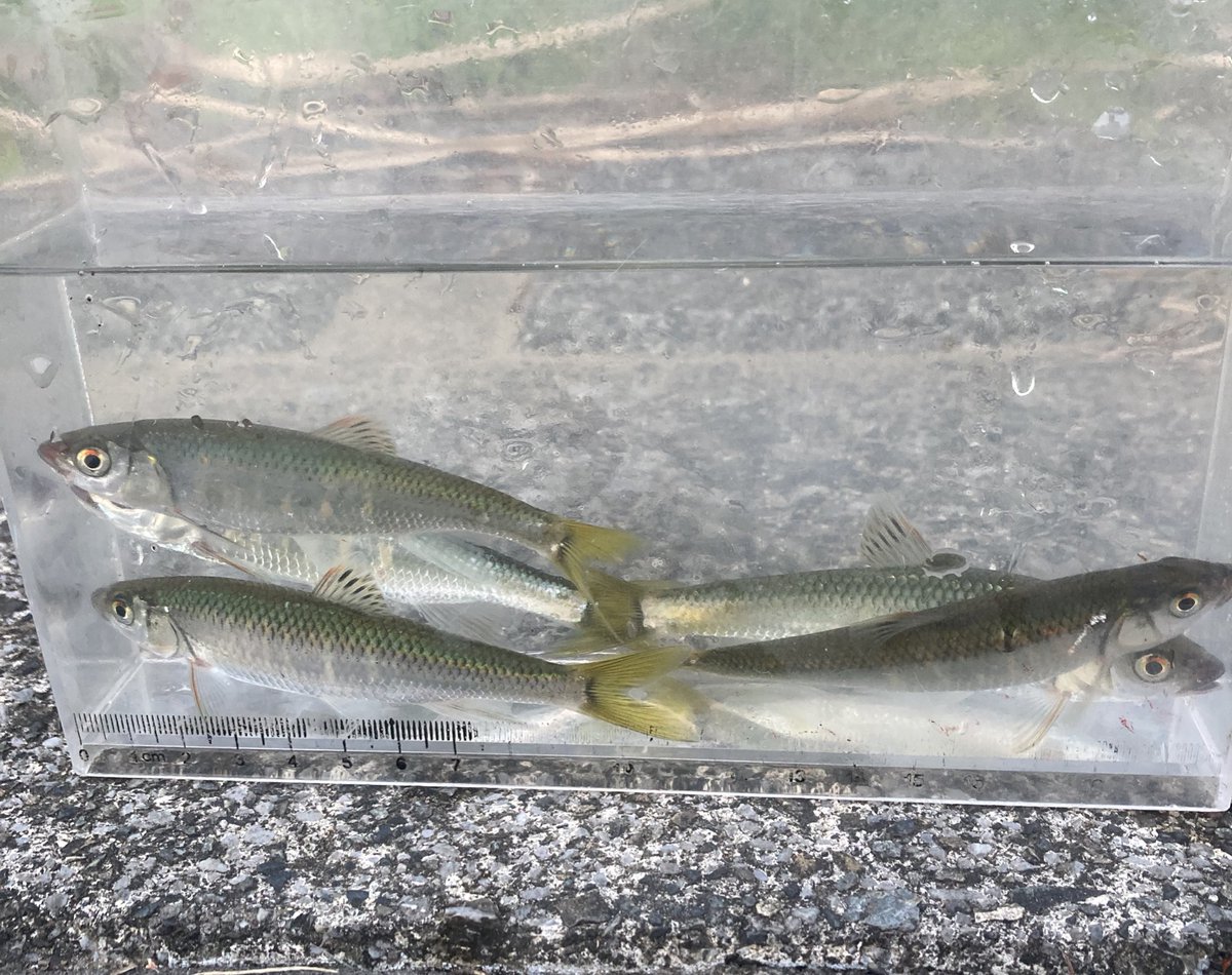 今日のオイカワ。釣れはしなかったけどまだ婚姻色バリバリが泳いでました。そりゃカワムツやバスギルが侵略してきても居なくならないわけだわ。
#オイカワ　#川釣り