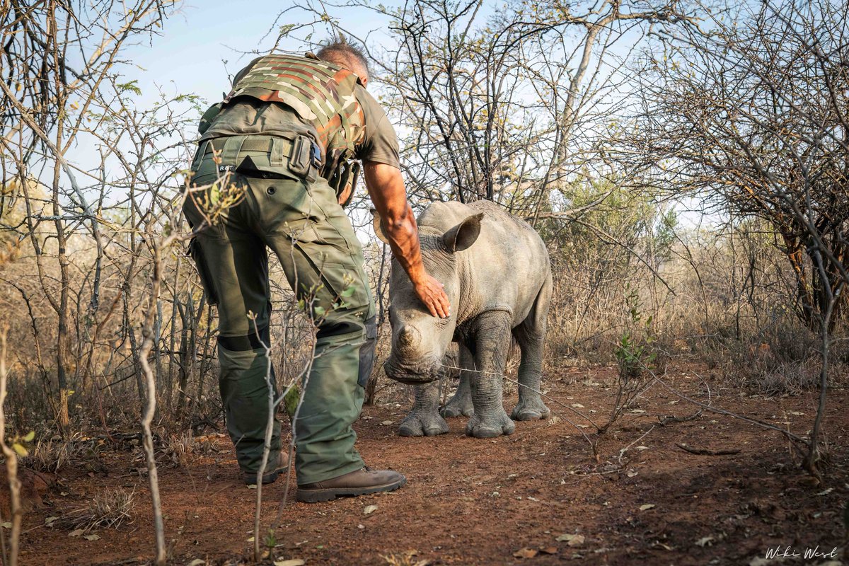 Together with MTPA &amp; WEF, WeWild Africa dehorned the rhino population of Loskop in September. Regular dehorning, every 12–18 months, is central to the Loskop Rewilding and Expansion Project. <a href="/Mtpatourism/">Mpumalanga Tourism</a> <a href="/DCMSurfaces/">DCM Surfaces</a>  #wewildafrica #dehornning wewildafrica.com/loskop-dam-nat…