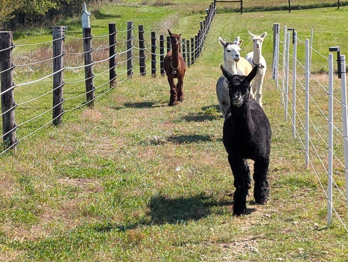 DocBohn's tweet image. Good morning

#GoodMorning #alpacas