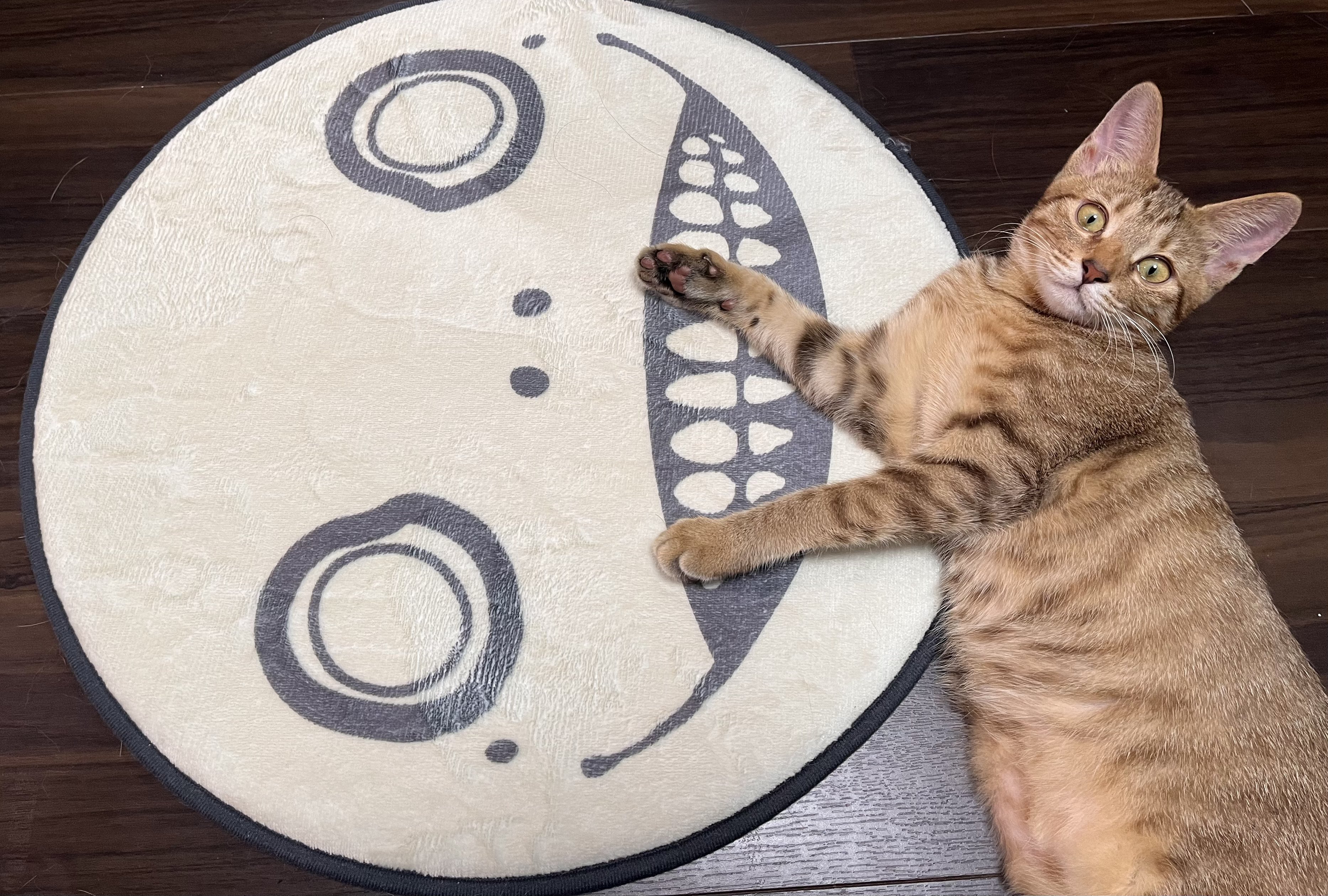 【ねこ】 Azuki and Sakura's weight has now matched that of the