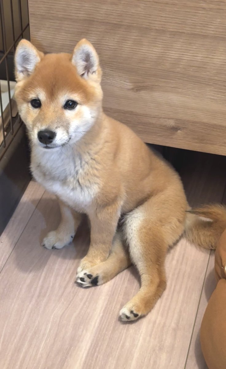 豆柴ちゃむ (@mame11cham21) / Posts / X