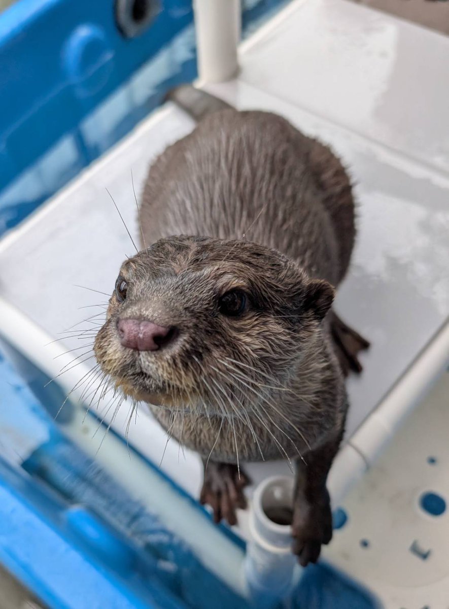 かわうそ 鉄緑会 コツメカワウソと仲間たち【よみうりランド公式