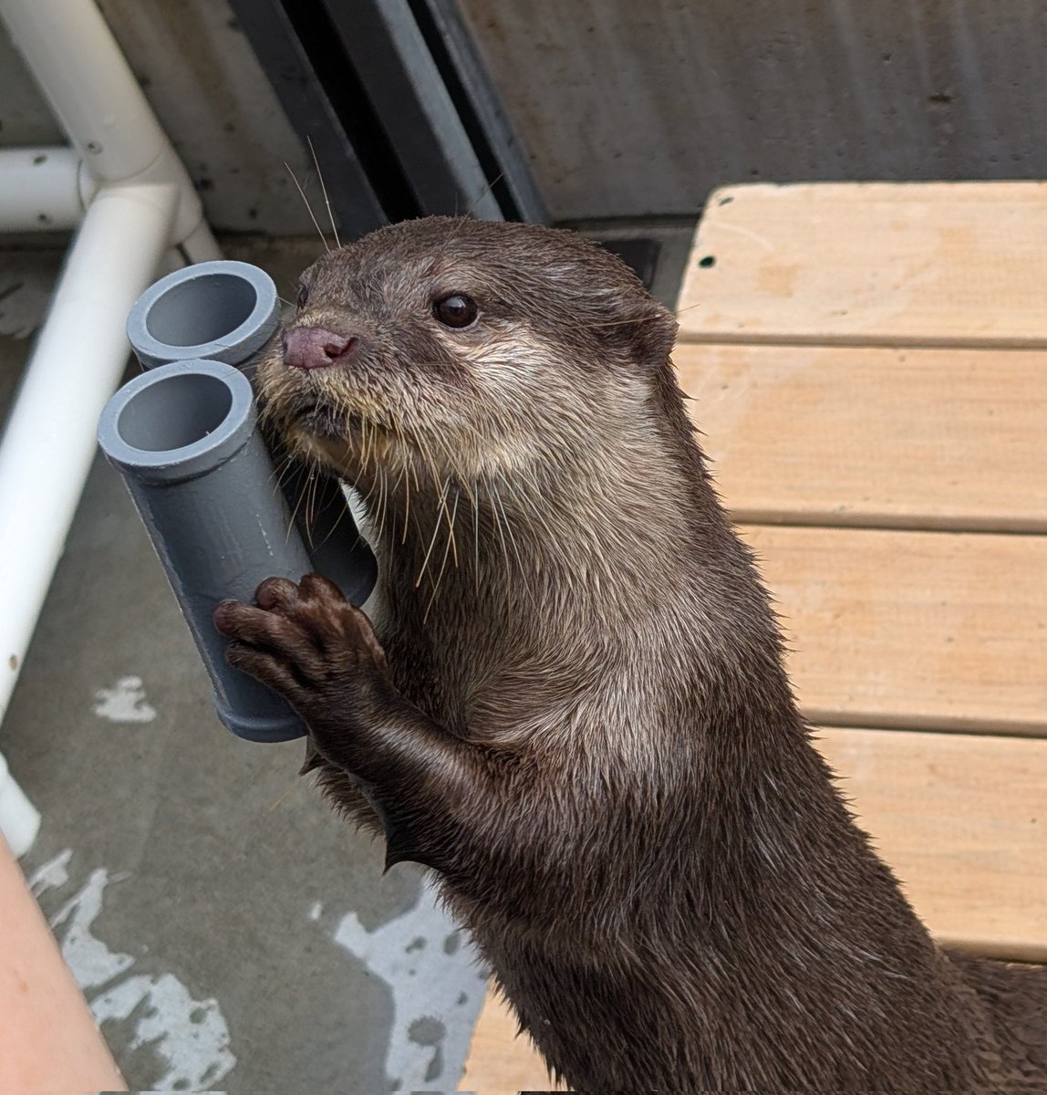 豚カワウソ！ sddefault.jpg