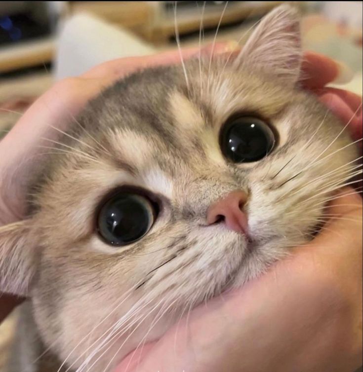 smallcutekitten's tweet photo. https://t.co/dsTJrFDmkl