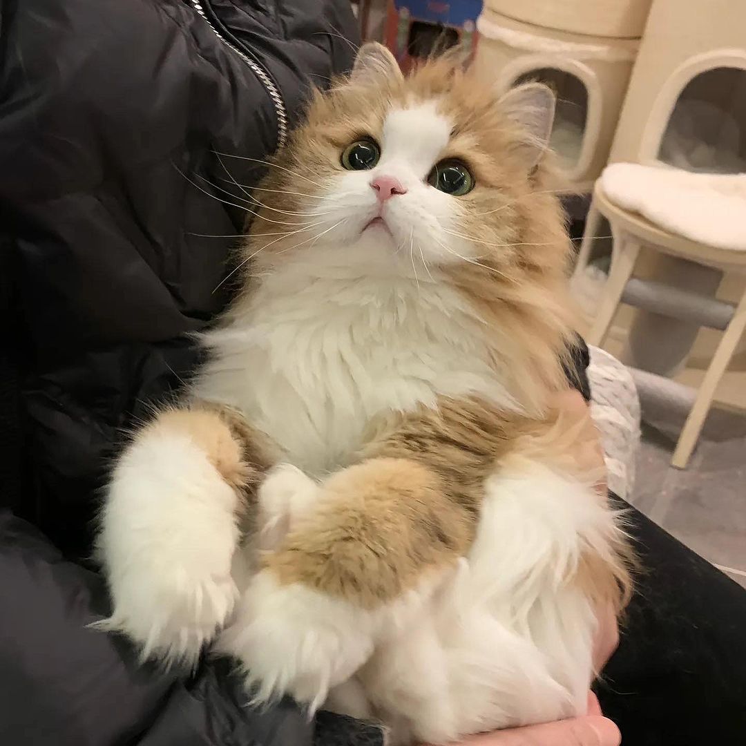 small kittens are cute (@smallcutekitten) on Twitter photo 