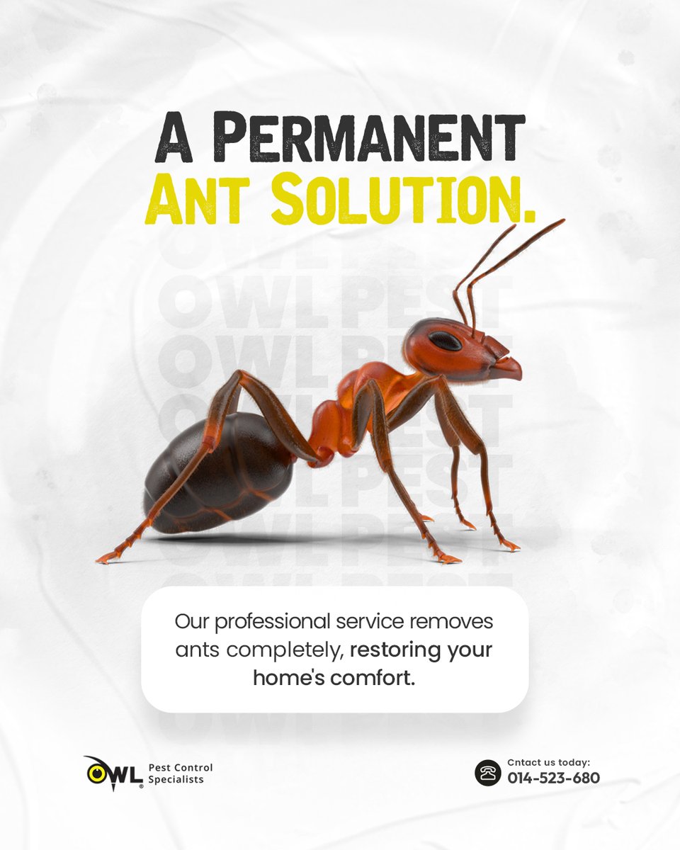 owlpestcontrol's tweet image. A PERMANENT ANT SOLUTION for your Dublin home.
We safely and effectively remove black ants, garden ants, and all other species.
For a pest-free home, visit our website: owlpestcontrol.ie
#AntControl #PestControl #Ants #HomeComfort #Dublin #PestFree #ProfessionalService