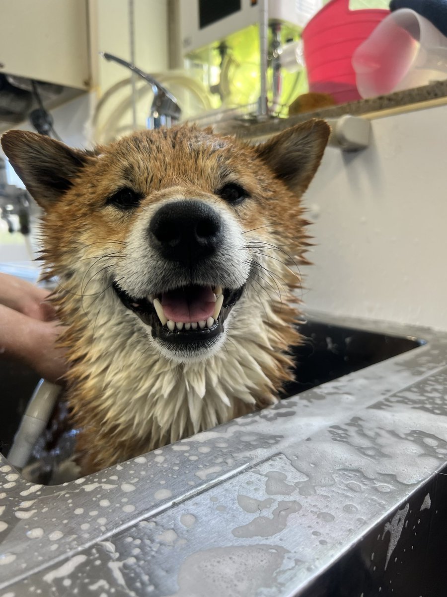 bremen_school's tweet photo. 放課後、学生が
パートナー犬のシャンプーを
していました🐶✨

苦手なことも乗り越えて
一緒に成長できるのも
ブレーメンのいいところです☺️

よく頑張りました💯

#ブレーメン動物専門学校
#徳島
#放課後練習
#トリミング https://t.co/PQVF7Y161j