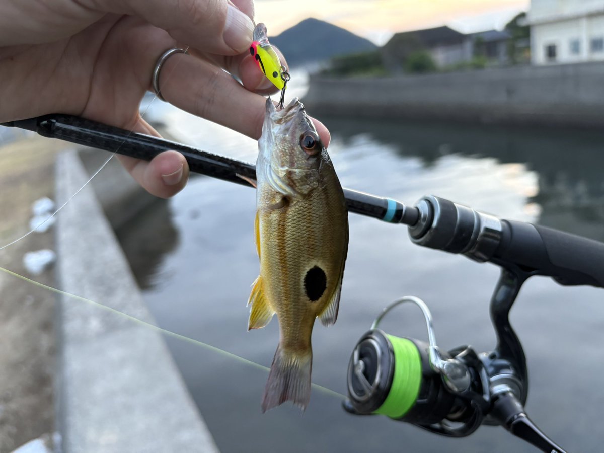 Hiro_MHworks's tweet photo. トップは反応良いが掛からず、豆ミノに変えてクサフグ大漁時々フエダイ。
#SOGAINY
#Shinkirow
#MonsterKiss
#NW99
#豆ミノ25ダーター https://t.co/iT8cX7e9yr