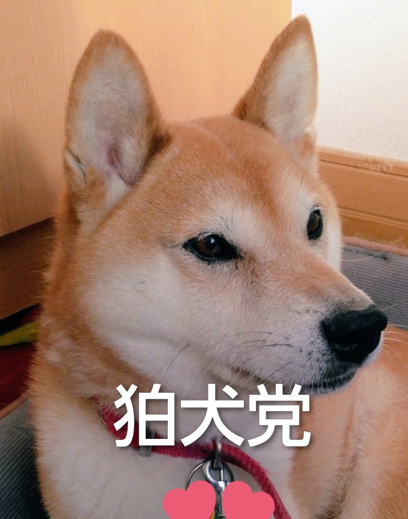 戦う事は神に背く行為に思えるけれど、後世のため、日本のために
戦うのならば　許してくれると思うんです。体力も精神力も要ります。けれど、それは今しか出来ないから!!!　　日本狛犬党。卯月🇯🇵