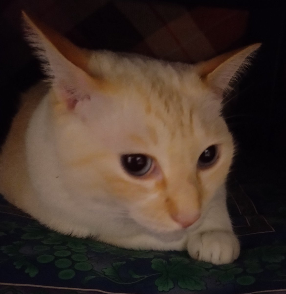 つぎはぎ猫★ねずみ大好き オハギくん on X