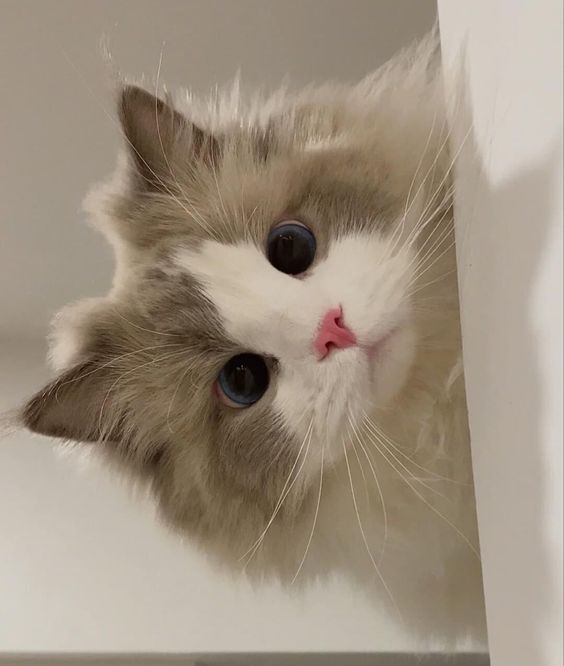 small kittens are cute tweet media