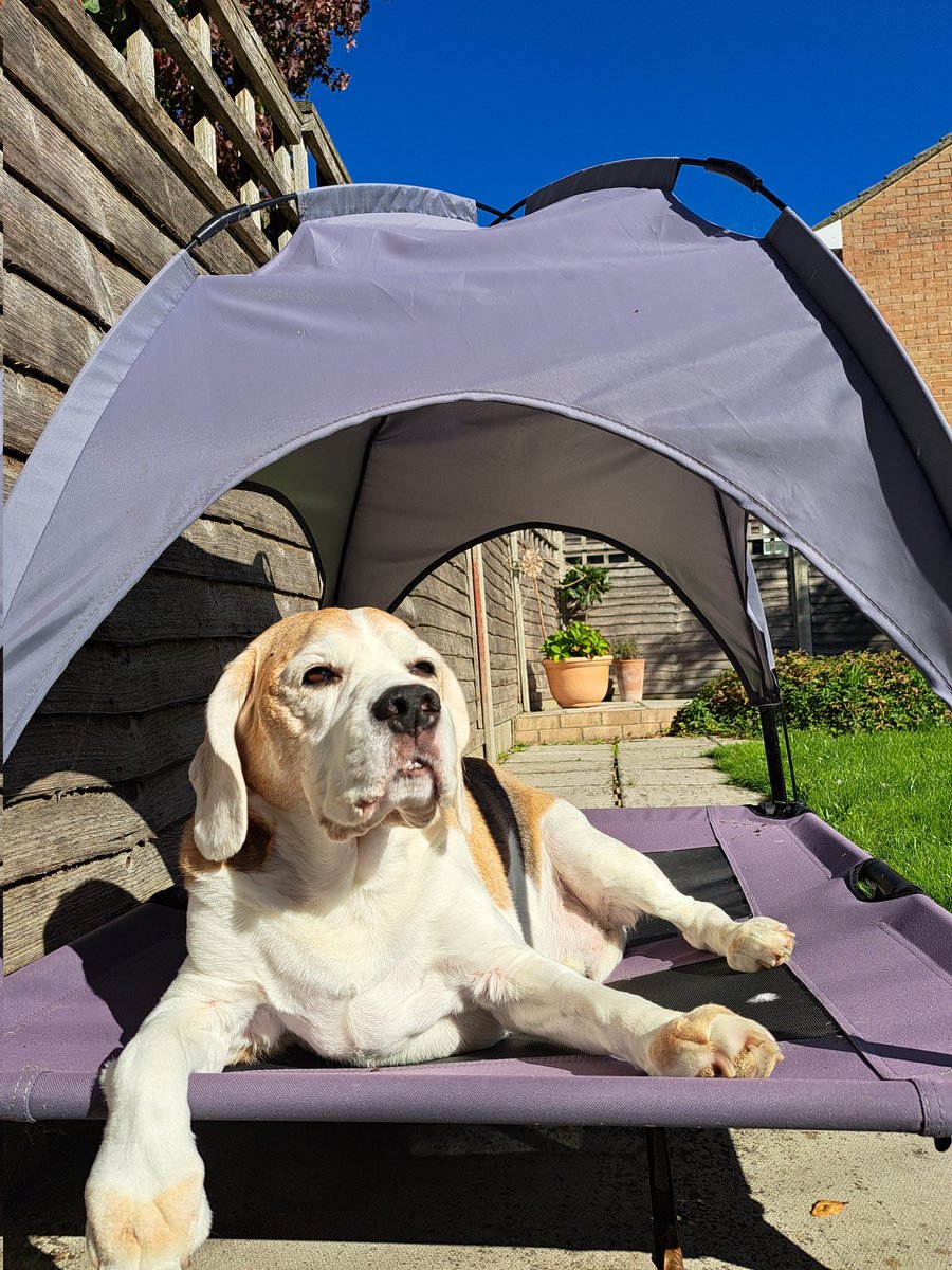 Lord of the Manor! 😎

#BillyTheBeagle