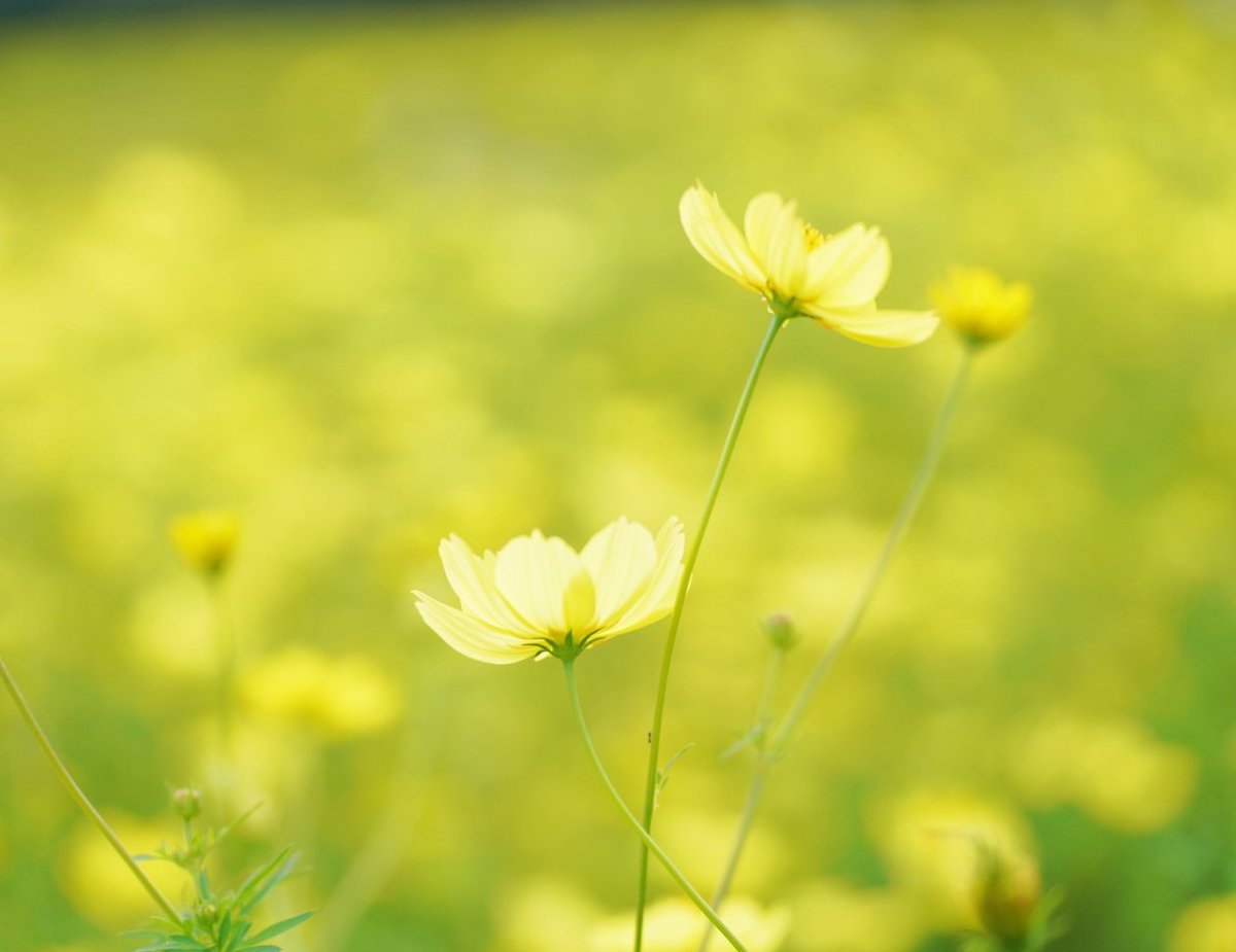 コスモスです❗️❗️❗️ 今朝のコスモス🌸咲き始めてたぁ🎶 #秋桜 #コスモス #cosmos #秋