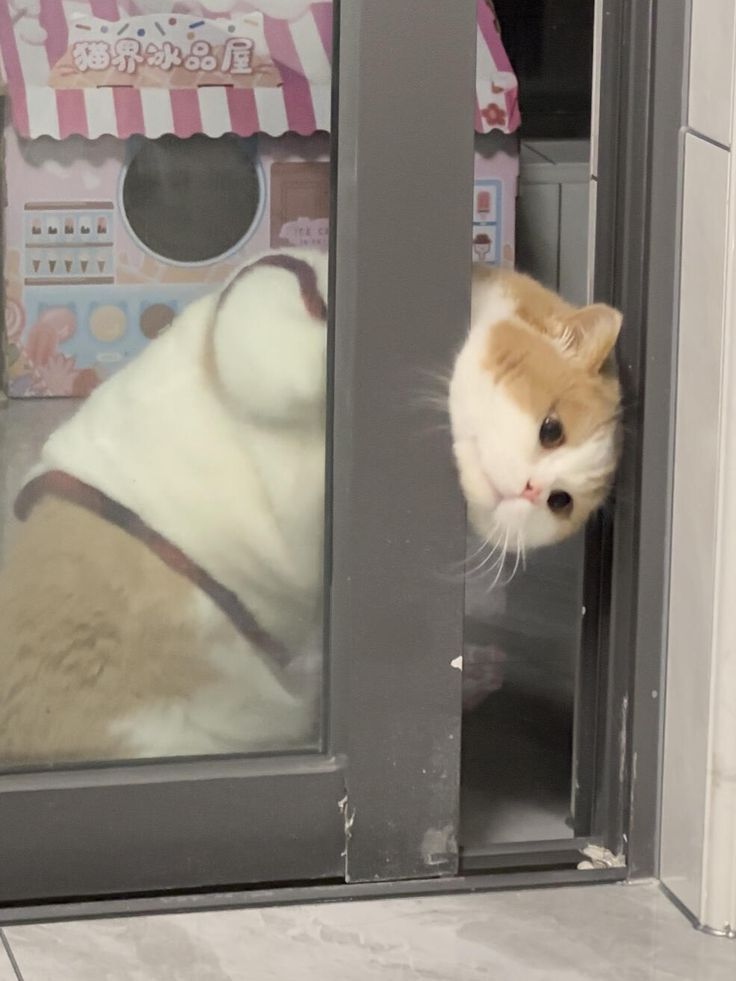 cutest cats tweet media