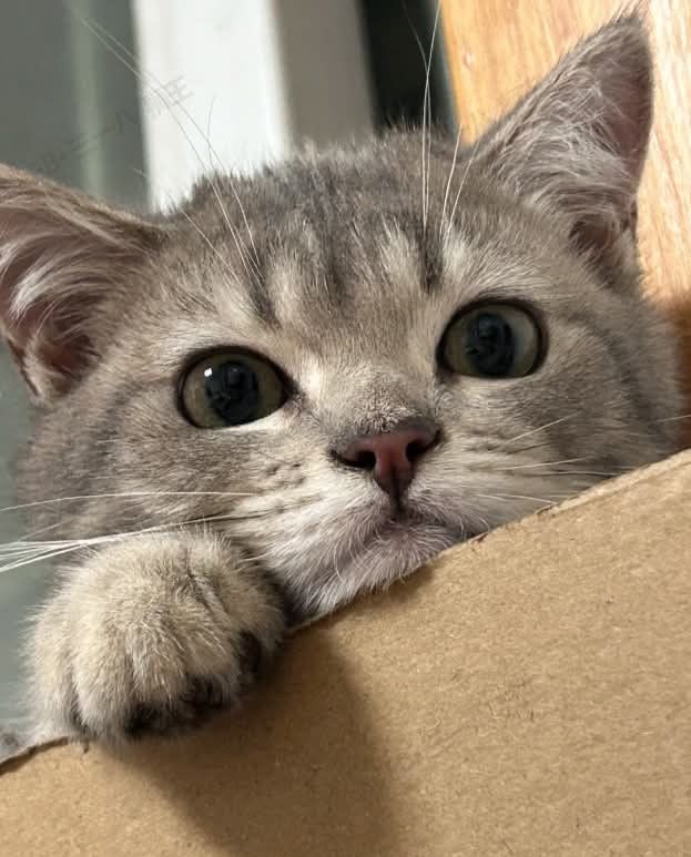 cutestscats's tweet photo. https://t.co/qeKfNXocEk