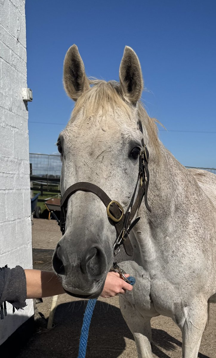 It was lovely to see the mighty Dynaste back at Pond House this morning looking fabulous, if a little greyer at 19 years young!!  Rated 169 at best he won over £590k in prize money and his impressive role of honour included the🥇2014 Ryanair Chase. #fondmemories 😍