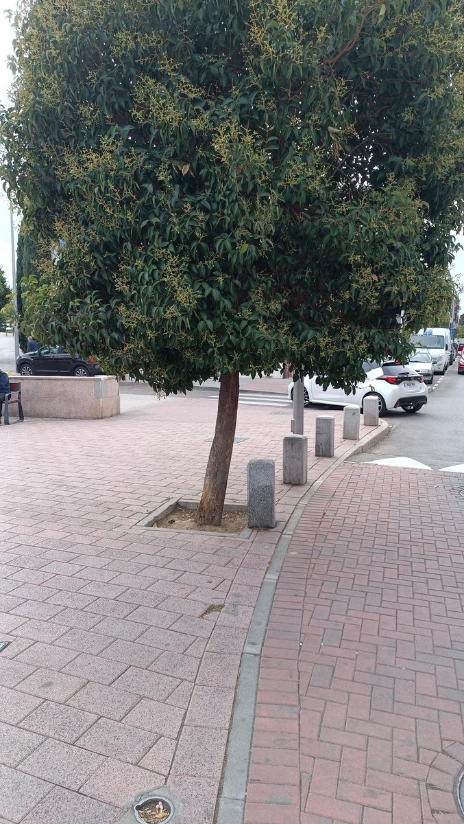 alfruiz5's tweet photo. @Lineamadrid Hola, c/ sierra del torcal frente al n 13, ligustrum con las ramas muy bajas en paso de peatones https://t.co/jqMfdOG17L