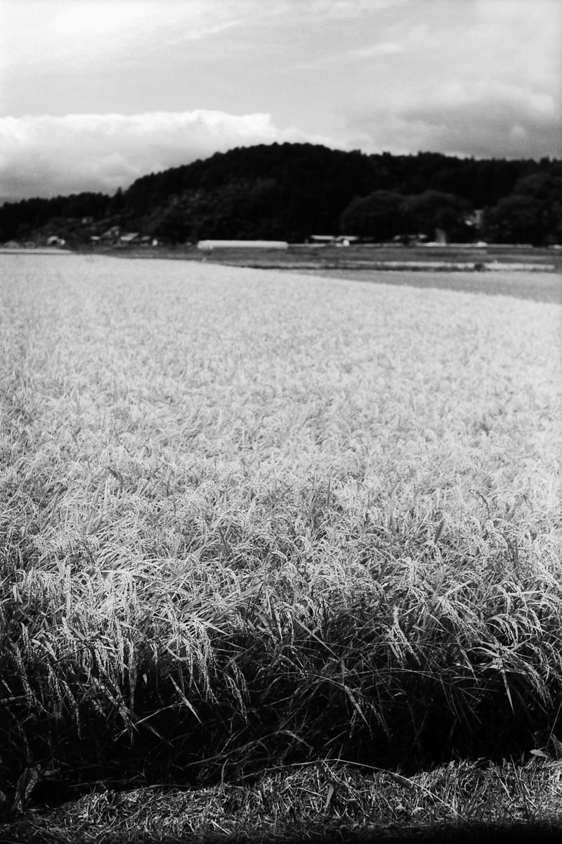 yukihay01339636's tweet photo. 収穫の時
#foma #fomapan100 #adox #fx39 #smc_pentax_m (50mm f2) #pentax_me https://t.co/bm4HxgBpKC