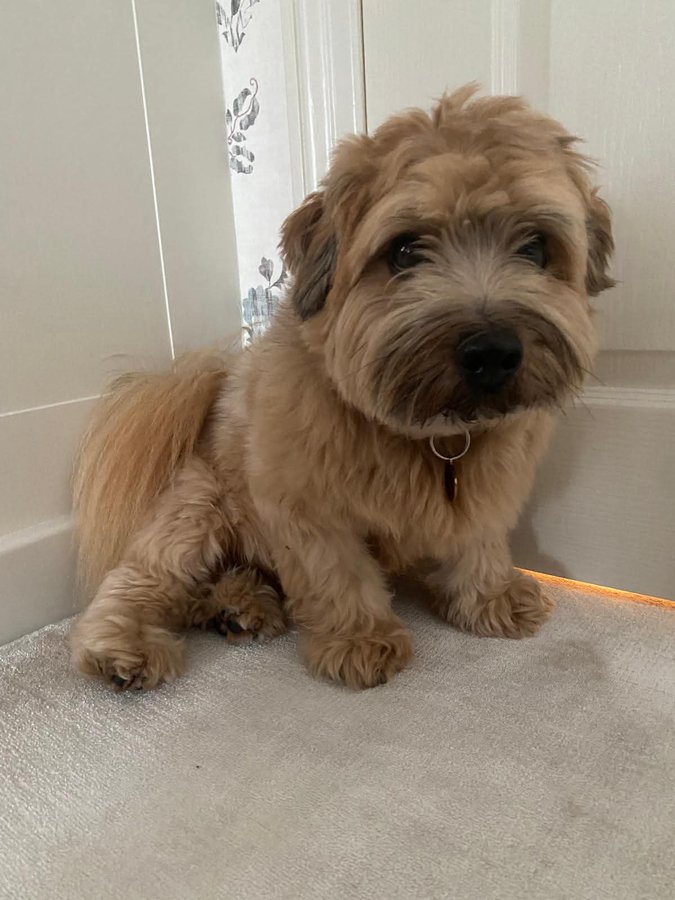 Animal Adoptions UK 🐕🦺🐈🐎❤️ (@adoptionsuk) on Twitter photo Please retweet to help find Byron, MISSING FROM #WESTFIELD #HARROW #LONDON #UK 27 SEPT
Details
doglost.co.uk/dog/200232
<a href="/millypod1/">chris towers</a> <a href="/JaneFallon/">Jane Fallon</a> <a href="/DogLostUK/">DogLost</a> #dogs #dog Please retweet to help find Byron, MISSING FROM #WESTFIELD #HARROW #LONDON #UK 27 SEPT
Details
doglost.co.uk/dog/200232
<a href="/millypod1/">chris towers</a> <a href="/JaneFallon/">Jane Fallon</a> <a href="/DogLostUK/">DogLost</a> #dogs #dog