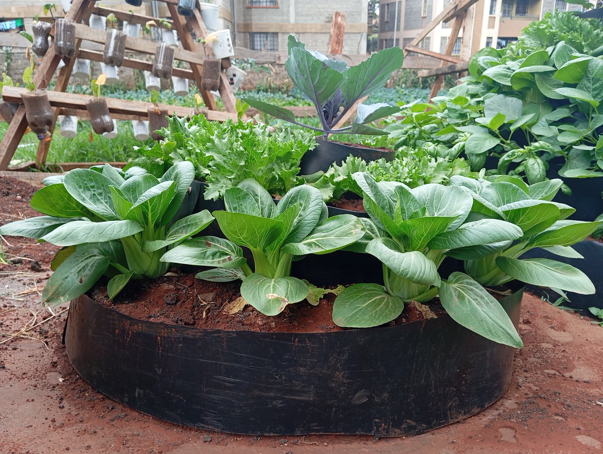 At Kabete National Polytechnic, we are shaping future innovators in Sustainable Agriculture  equipping trainees with modern skills in smart farming, agribusiness, and eco-friendly practices that protect the planet while ensuring food security for generations to come.