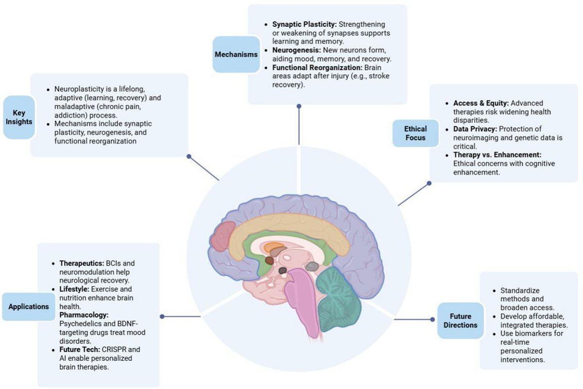 The neuroplastic brain: current breakthroughs and emerging frontiers
sciencedirect.com/science/articl…